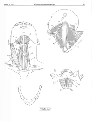 Manual_de_Anatomia_Humana_Para_Colorir.pdf