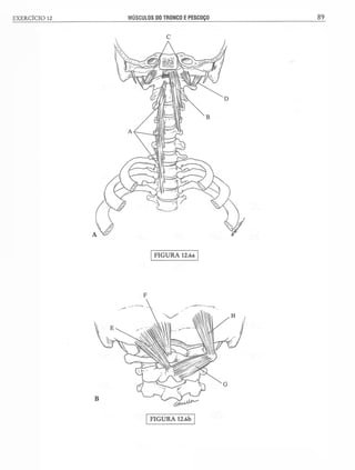 Manual_de_Anatomia_Humana_Para_Colorir.pdf