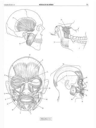Manual_de_Anatomia_Humana_Para_Colorir.pdf