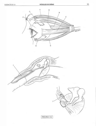 Manual_de_Anatomia_Humana_Para_Colorir.pdf