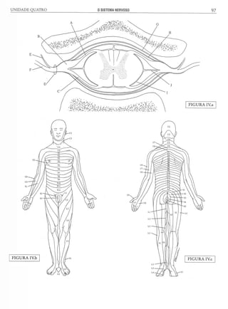 Manual_de_Anatomia_Humana_Para_Colorir.pdf