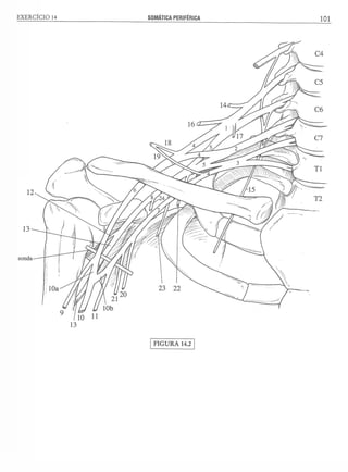 Manual_de_Anatomia_Humana_Para_Colorir.pdf
