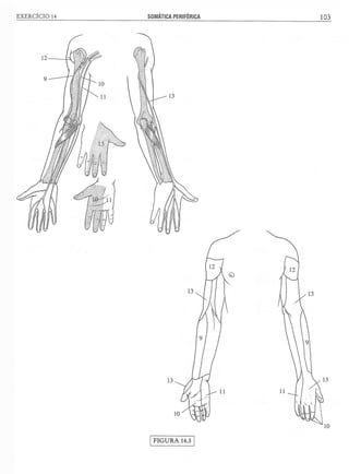 Manual_de_Anatomia_Humana_Para_Colorir.pdf