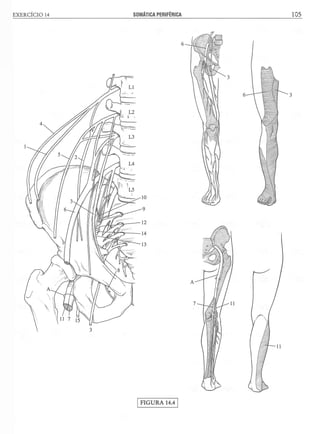 Manual_de_Anatomia_Humana_Para_Colorir.pdf