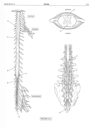 Manual_de_Anatomia_Humana_Para_Colorir.pdf