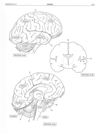 Manual_de_Anatomia_Humana_Para_Colorir.pdf