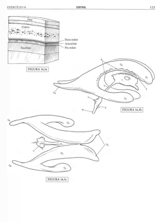 Manual_de_Anatomia_Humana_Para_Colorir.pdf