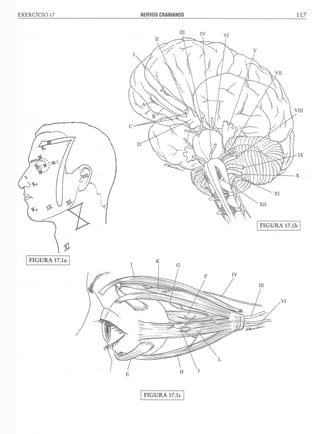 Manual_de_Anatomia_Humana_Para_Colorir.pdf