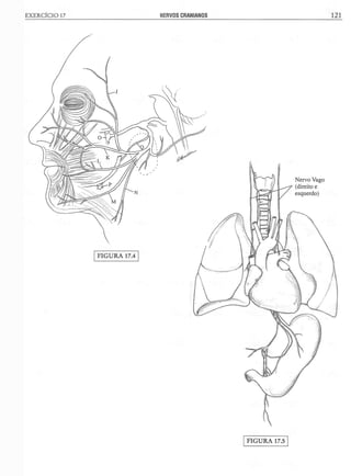 Manual_de_Anatomia_Humana_Para_Colorir.pdf