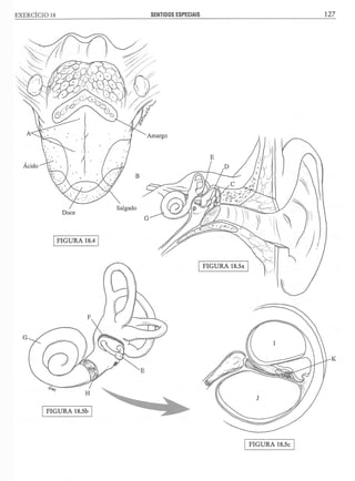 Manual_de_Anatomia_Humana_Para_Colorir.pdf