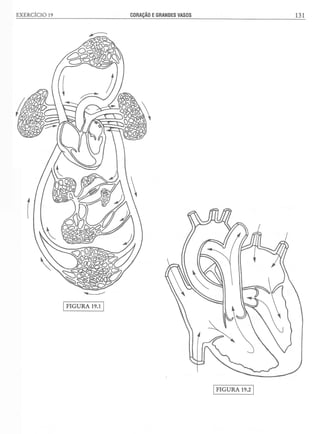 Manual_de_Anatomia_Humana_Para_Colorir.pdf