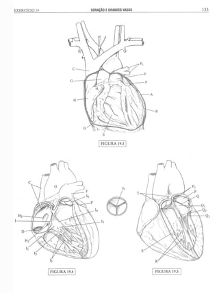 Manual_de_Anatomia_Humana_Para_Colorir.pdf