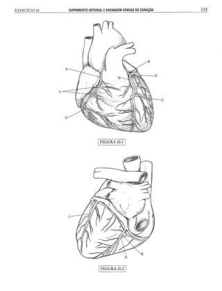 Manual_de_Anatomia_Humana_Para_Colorir.pdf