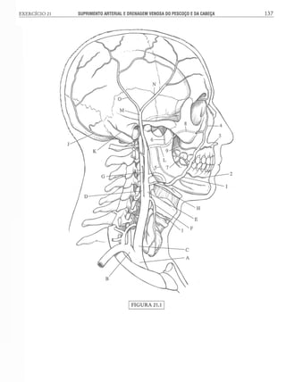 Manual_de_Anatomia_Humana_Para_Colorir.pdf