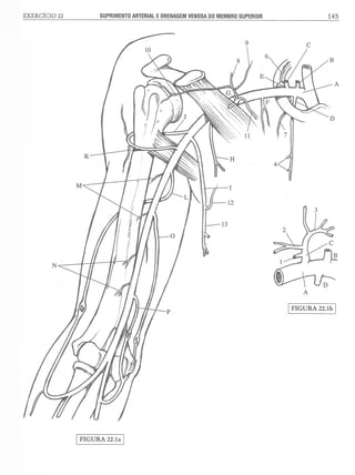 Manual_de_Anatomia_Humana_Para_Colorir.pdf