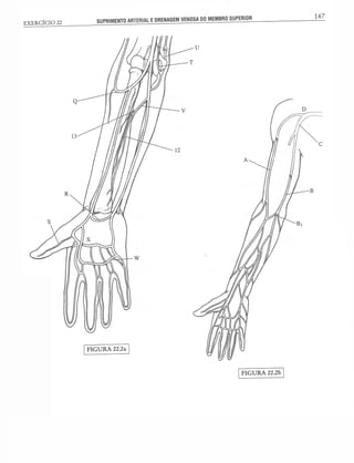 Manual_de_Anatomia_Humana_Para_Colorir.pdf