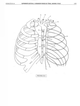 Manual_de_Anatomia_Humana_Para_Colorir.pdf