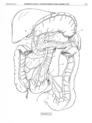Manual_de_Anatomia_Humana_Para_Colorir.pdf