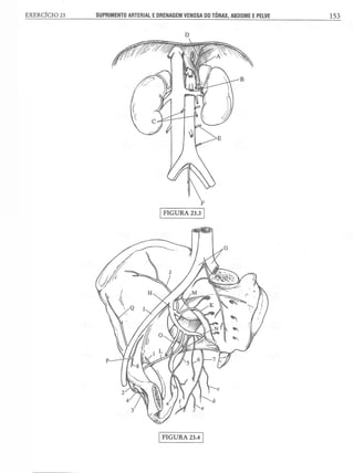 Manual_de_Anatomia_Humana_Para_Colorir.pdf