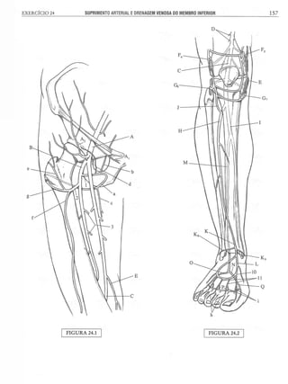 Manual_de_Anatomia_Humana_Para_Colorir.pdf