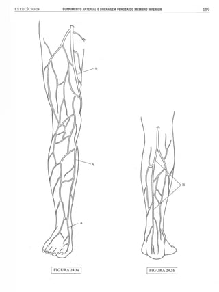 Manual_de_Anatomia_Humana_Para_Colorir.pdf