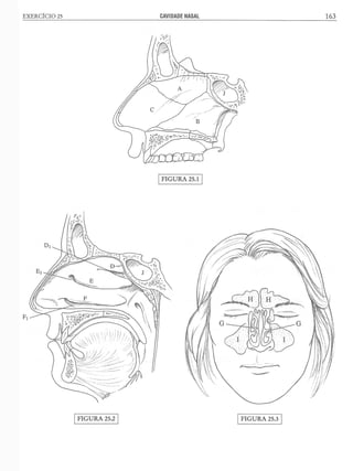 Manual_de_Anatomia_Humana_Para_Colorir.pdf