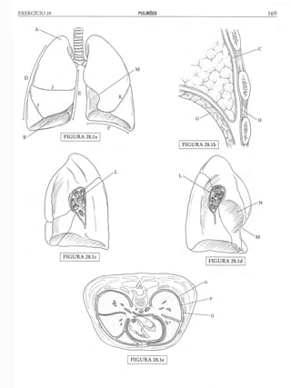 Manual_de_Anatomia_Humana_Para_Colorir.pdf