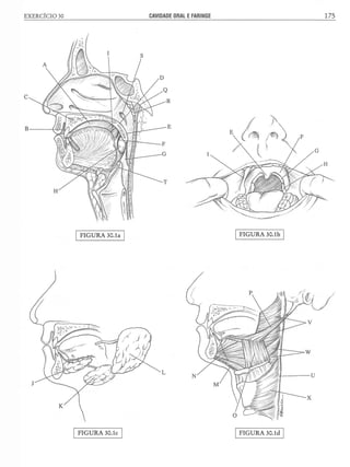 Manual_de_Anatomia_Humana_Para_Colorir.pdf