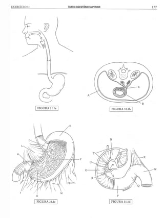 Manual_de_Anatomia_Humana_Para_Colorir.pdf