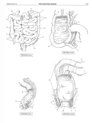 Manual_de_Anatomia_Humana_Para_Colorir.pdf