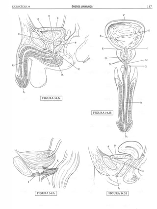 Manual_de_Anatomia_Humana_Para_Colorir.pdf