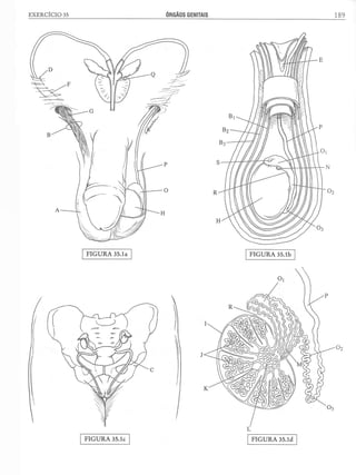 Manual_de_Anatomia_Humana_Para_Colorir.pdf