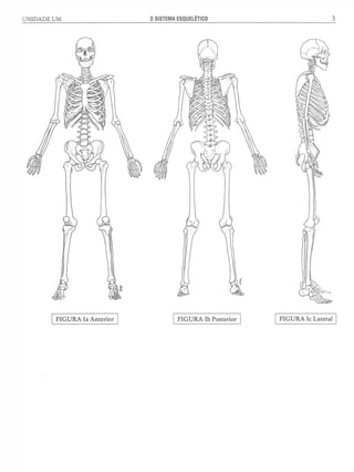 Manual_de_Anatomia_Humana_Para_Colorir.pdf