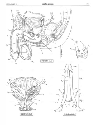 Manual_de_Anatomia_Humana_Para_Colorir.pdf