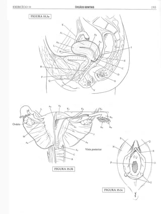 Manual_de_Anatomia_Humana_Para_Colorir.pdf
