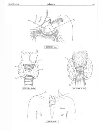 Manual_de_Anatomia_Humana_Para_Colorir.pdf
