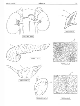 Manual_de_Anatomia_Humana_Para_Colorir.pdf