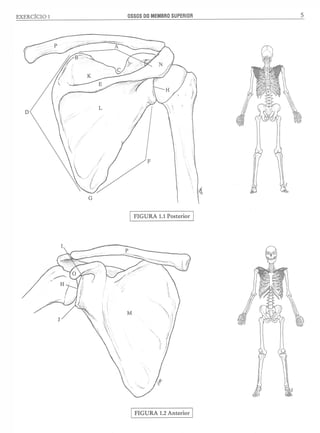 Manual_de_Anatomia_Humana_Para_Colorir.pdf