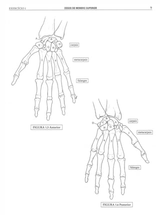 Manual_de_Anatomia_Humana_Para_Colorir.pdf