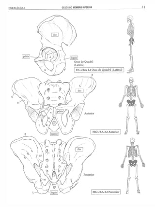 Manual_de_Anatomia_Humana_Para_Colorir.pdf