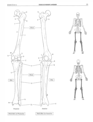 Manual_de_Anatomia_Humana_Para_Colorir.pdf