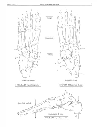 Manual_de_Anatomia_Humana_Para_Colorir.pdf