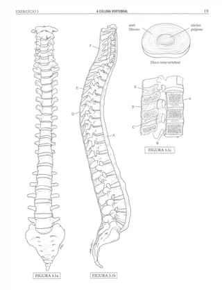 Manual_de_Anatomia_Humana_Para_Colorir.pdf