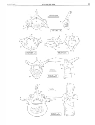 Manual_de_Anatomia_Humana_Para_Colorir.pdf