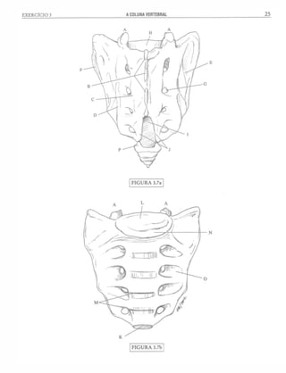 Manual_de_Anatomia_Humana_Para_Colorir.pdf