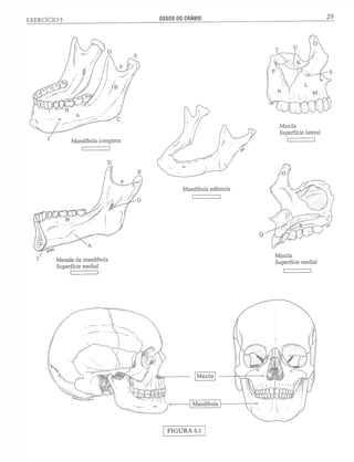 Manual_de_Anatomia_Humana_Para_Colorir.pdf