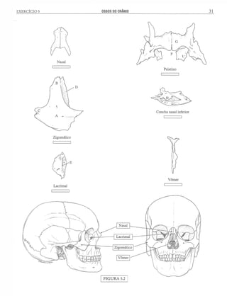 Manual_de_Anatomia_Humana_Para_Colorir.pdf
