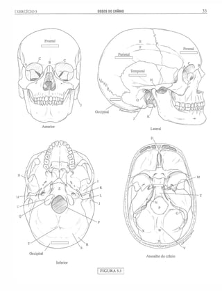 Manual_de_Anatomia_Humana_Para_Colorir.pdf