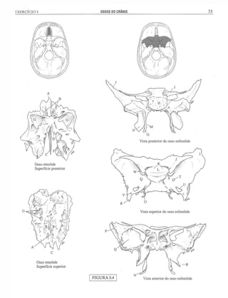 Manual_de_Anatomia_Humana_Para_Colorir.pdf