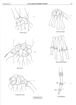 Manual_de_Anatomia_Humana_Para_Colorir.pdf